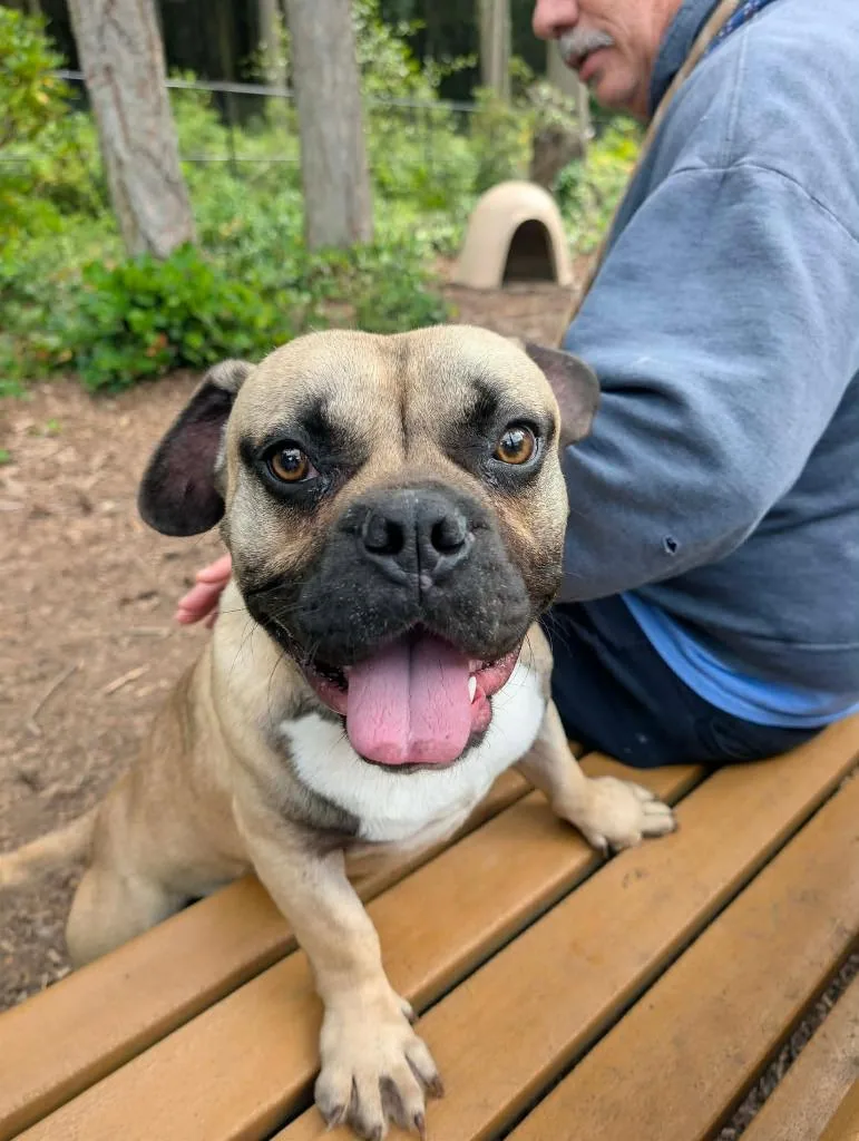 A young large-sized male American Bulldog dog named Quasimodo for adoption in Coupeville, WA