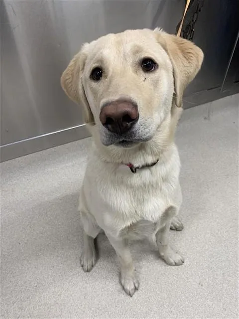 A young large-sized male Labrador Retriever dog named Max for adoption in Fairbanks, AK