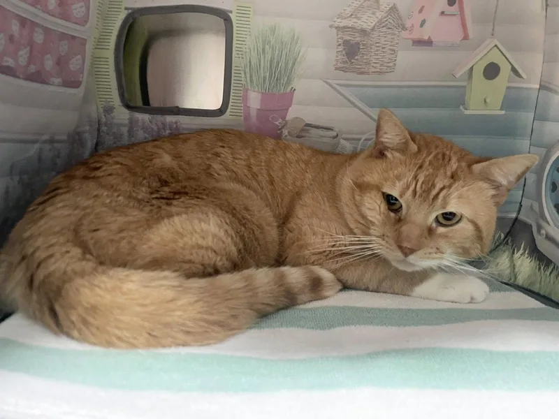 A young medium-sized male Orange / Red Domestic Short Hair cat named Simba for adoption in Salem, MA