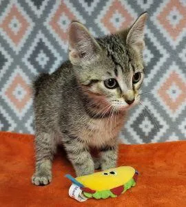 A young medium-sized male Domestic Short Hair cat named Maui for adoption in Bucyrus, OH