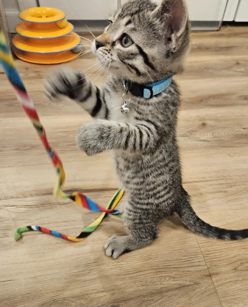A baby small-sized male Tabby (Brown / Chocolate) Domestic Short Hair cat named Cisco for adoption in Stoughton, WI