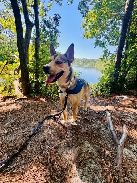A young medium-sized male Husky dog named Frankie for adoption in Manhasset, NY