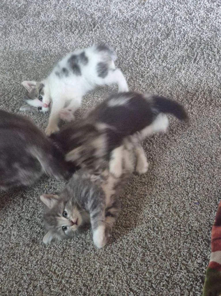 A baby small-sized female Domestic Medium Hair cat named Storm for adoption in Rockford, IL