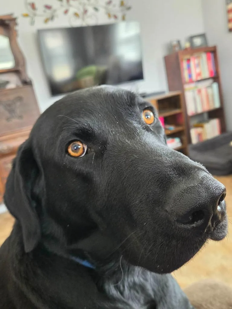 An adult large-sized male Labrador Retriever dog named Ducas for adoption in Fond Du Lac, WI