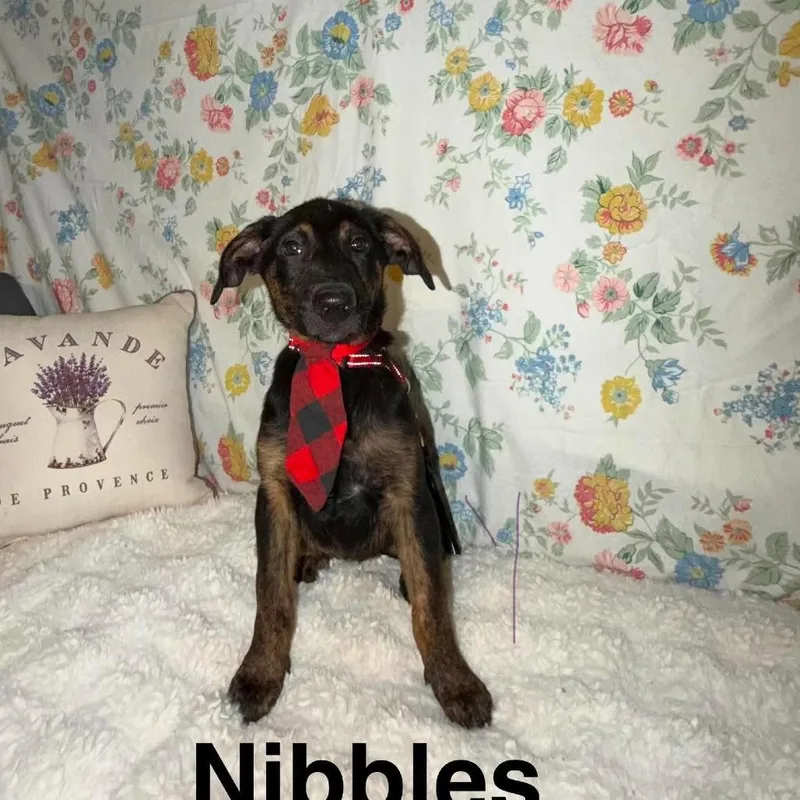 A baby medium-sized male Black Shepherd dog named Nibbles Arriving  D for adoption in Princeton, MN
