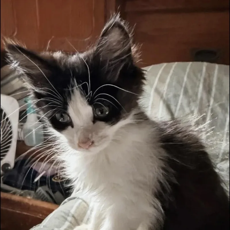Penelope