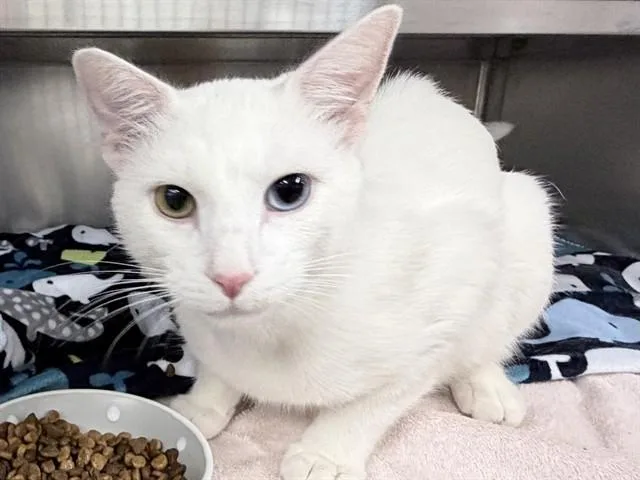A young medium-sized male Domestic Short Hair cat named Joe Cool for adoption in Ames, IA