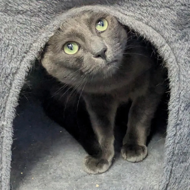 An adult small-sized male Gray / Blue / Silver Domestic Short Hair cat named Leonidas for adoption in Los Angeles, CA