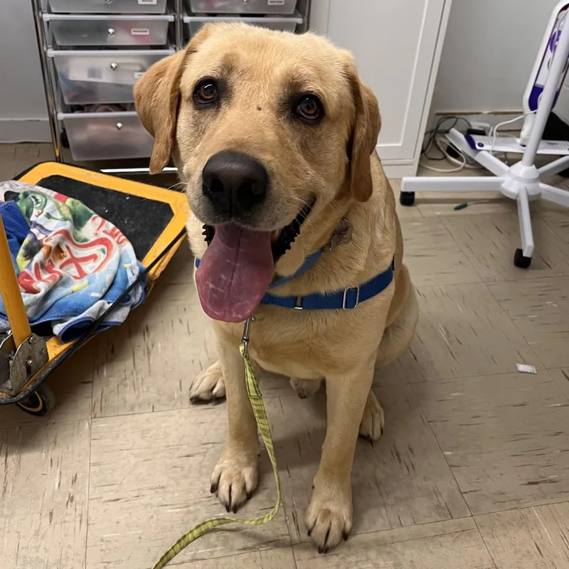 An adult large-sized male Yellow / Tan / Blond / Fawn Mixed Breed dog named Goose for adoption in Mentor, OH