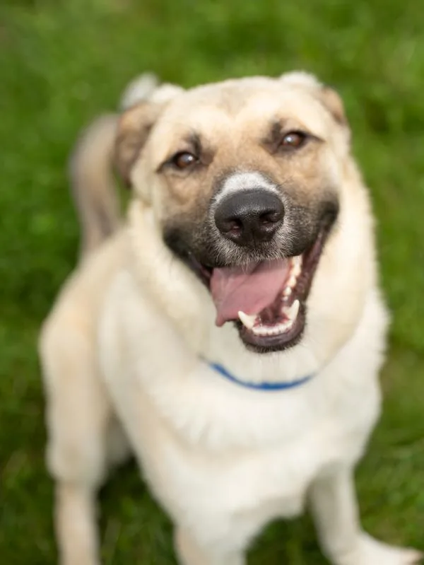 A young medium-sized male Shepherd dog named Speedy for adoption in Stratham, NH