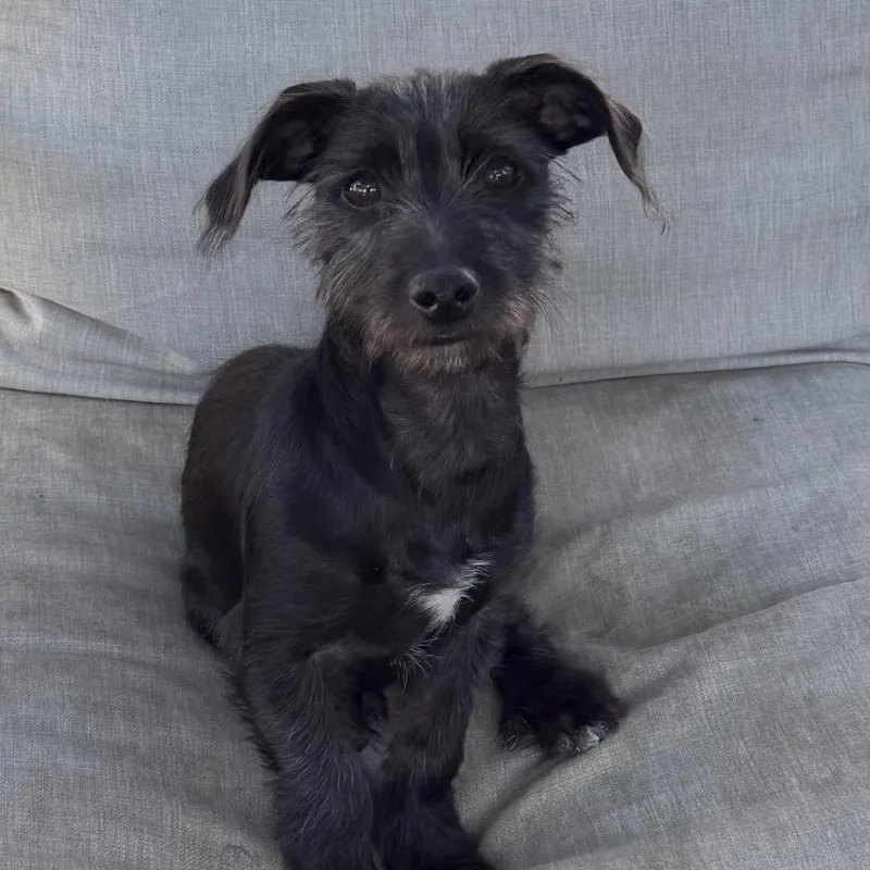 A baby small-sized male Black Terrier dog named Boomer for adoption in Las Vegas, NV