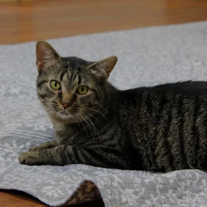 A young small-sized female Tabby (Brown / Chocolate) Domestic Short Hair cat named Angelica for adoption in Anderson, IN