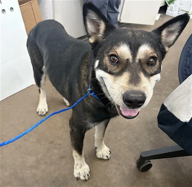 An adult large-sized male Mixed Breed dog named Dale for adoption in Dallas, TX