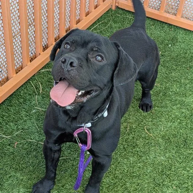 An adult medium-sized male Labrador Retriever dog named Cookie for adoption in Las Vegas, NV