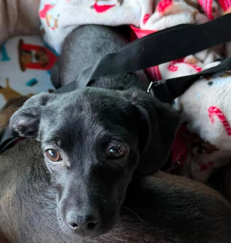 A baby small-sized male Brown / Chocolate Dachshund dog named Cinder for adoption in Roseburg, OR