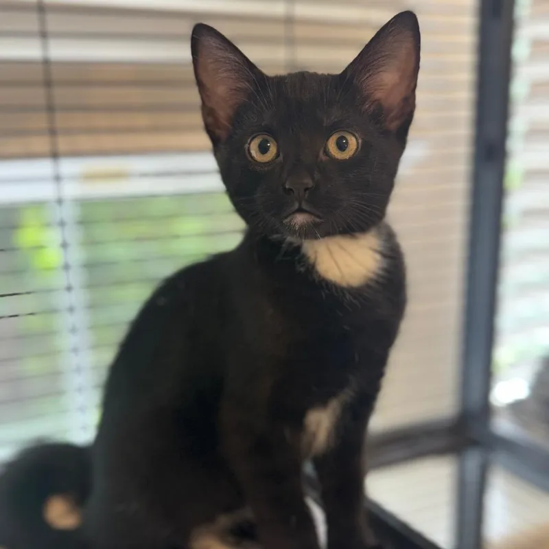 A baby small-sized female Black Domestic Short Hair cat named Nautica for adoption in Chesapeake, VA