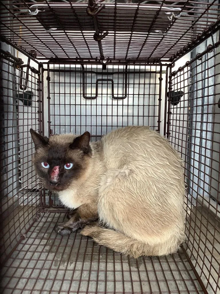 A young small-sized male Domestic Short Hair cat named Shire for adoption in New Braunfels, TX