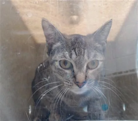 A young medium-sized female Domestic Short Hair cat named Tsuki for adoption in Downey, CA