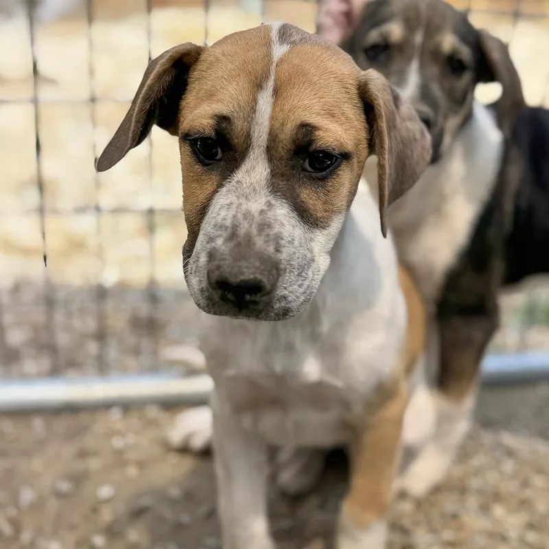 A baby large-sized male Shepherd dog named Boho Pup  Hobo for adoption in San Diego, CA