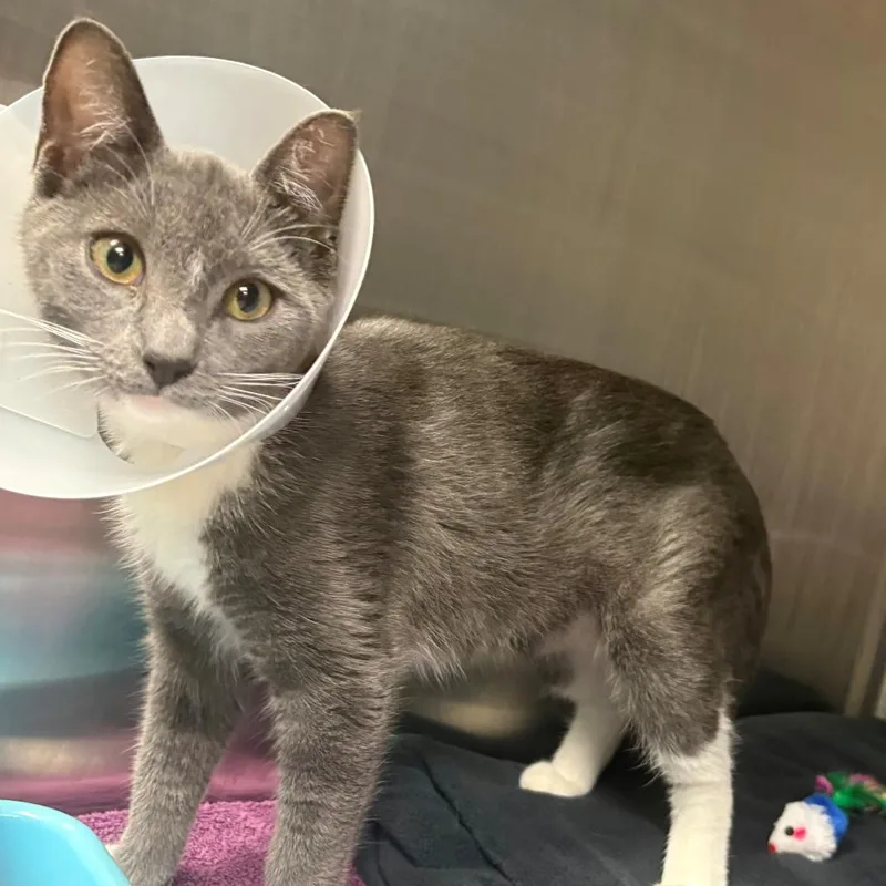 A baby small-sized female Domestic Short Hair cat named Dahlia for adoption in East Hanover, NJ