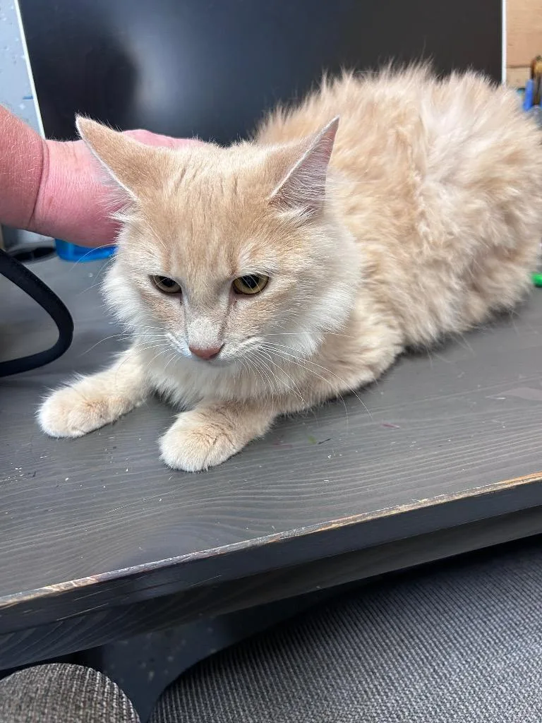 A young medium-sized female Domestic Short Hair cat named Aunt Fran for adoption in Cumming, GA