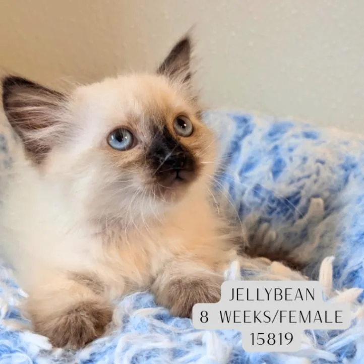 A young medium-sized female Cream / Ivory Siamese cat named Jellybean for adoption in Supply, NC