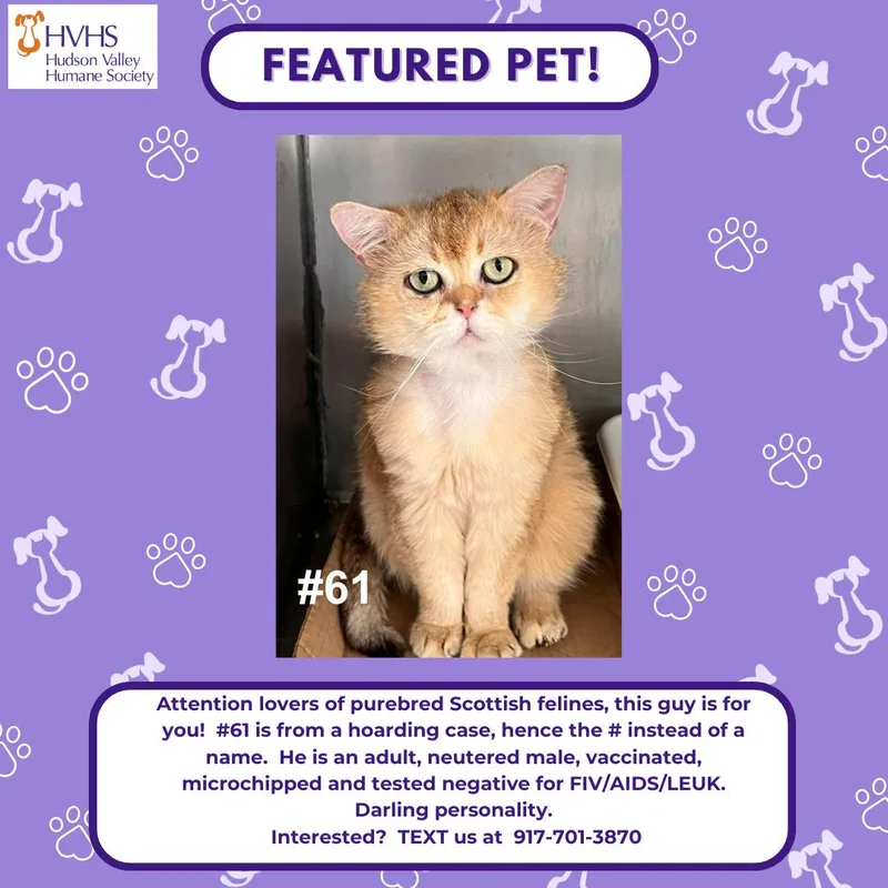 An adult medium-sized male Scottish Fold cat named Gc for adoption in Pomona, NY