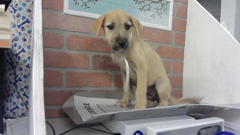 A baby small-sized female German Shepherd Dog dog named Carol for adoption in Houston, TX