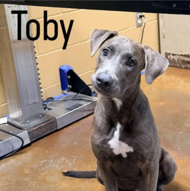 Toby Louisiana