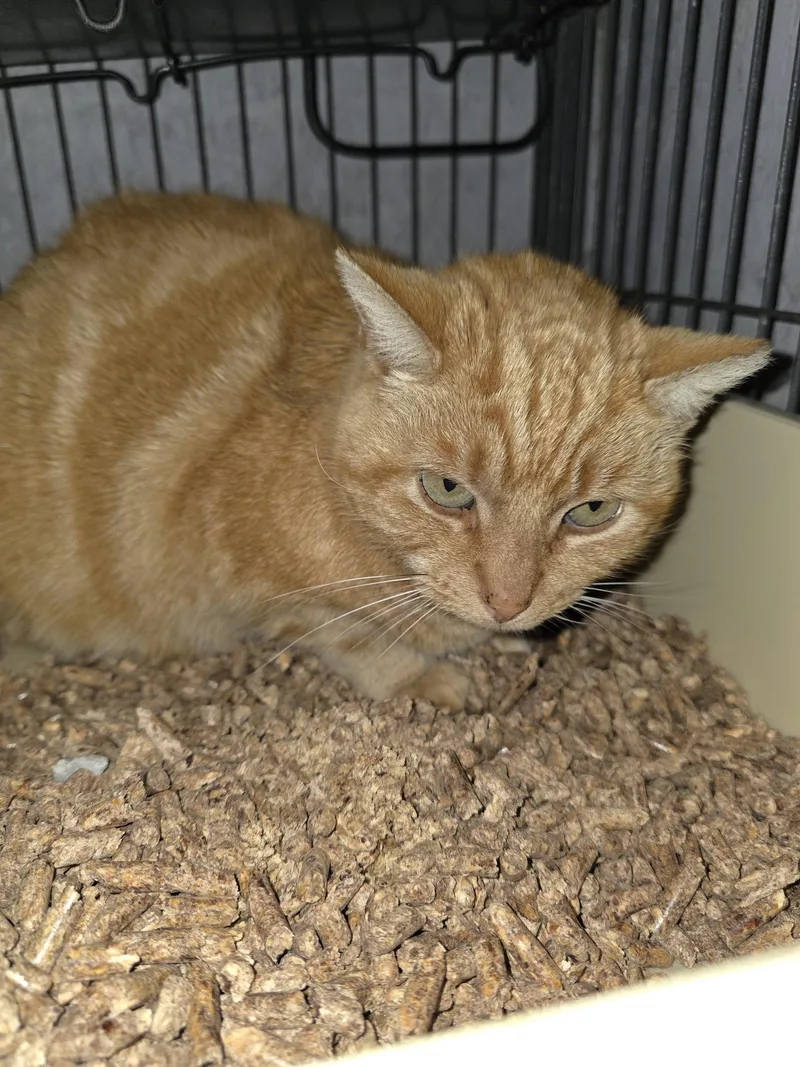 A baby medium-sized female Orange / Red Domestic Short Hair cat named Sadie Philly for adoption in Trenton, NJ