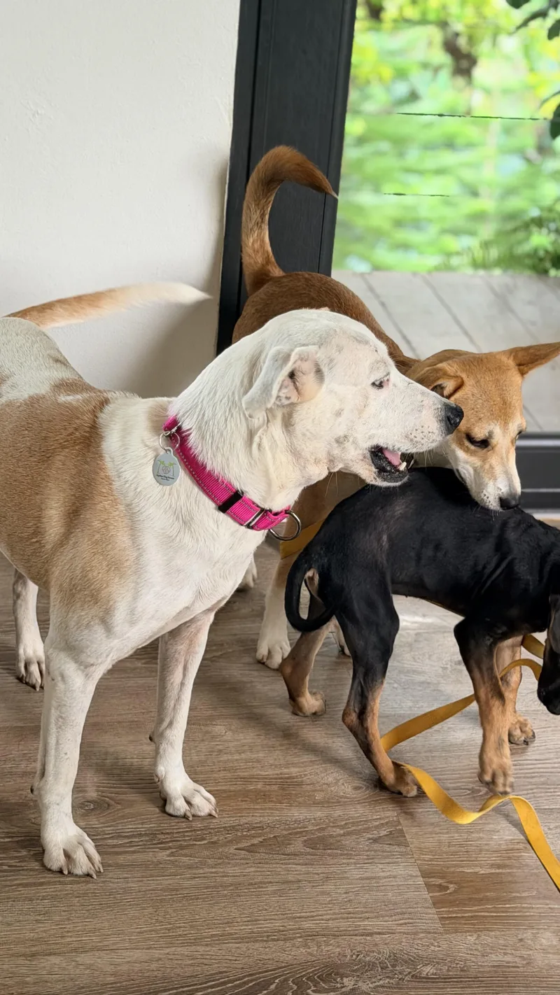 An adult medium-sized female Labrador Retriever dog named Hope soulful for adoption in Lake Forest, IL