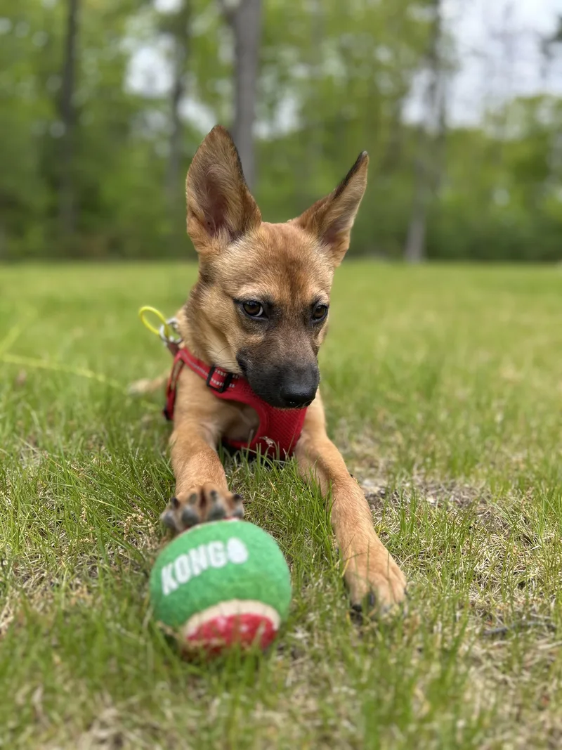 A young medium-sized male Brown / Chocolate German Shepherd Dog dog named Gunner  The World's for adoption in Carolina, PR