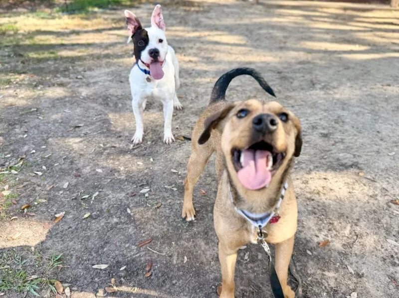 A young medium-sized male Black American Bully dog named Wishbone Wonder for adoption in Friendswood, TX