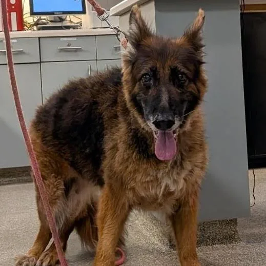 A senior large-sized female Brown / Chocolate Mixed Breed dog named Tia for adoption in Jacksonville, FL