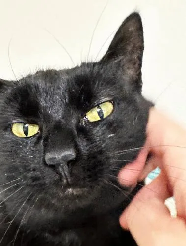 A senior medium-sized female Domestic Short Hair cat named Poppy for adoption in St. Johnsbury, VT