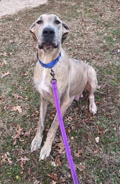 Penelope thumbnail 2