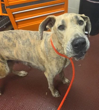 Penelope thumbnail 3