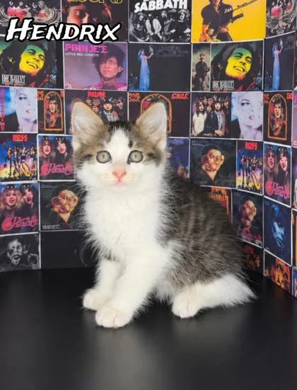 A baby small-sized male Domestic Medium Hair cat named Hendrix for adoption in Morton Grove, IL