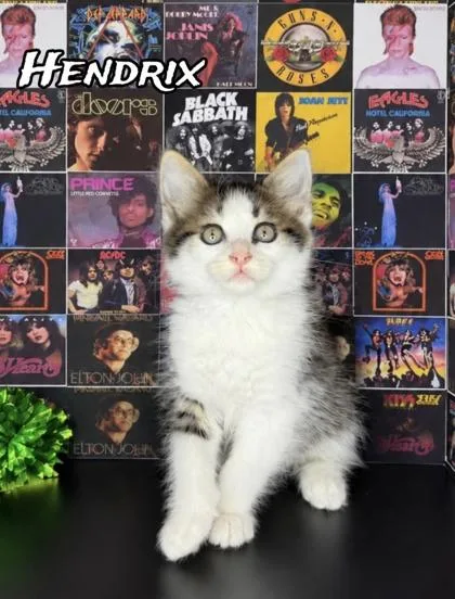 Hendrix thumbnail 2