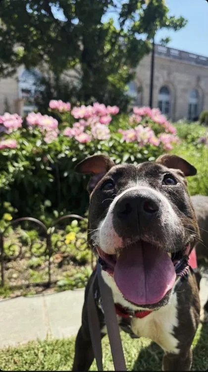 An adult large-sized female Mixed Breed dog named Portia for adoption in West Chester, PA