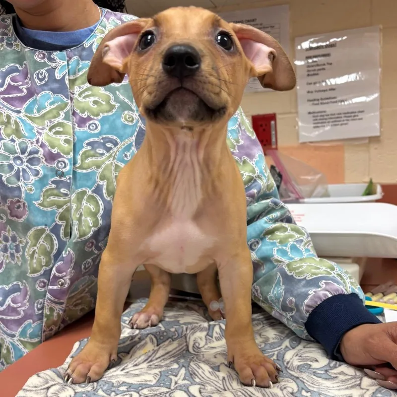 A baby small-sized male Yellow / Tan / Blond / Fawn Pit Bull Terrier dog named Modernism for adoption in Springfield, MA