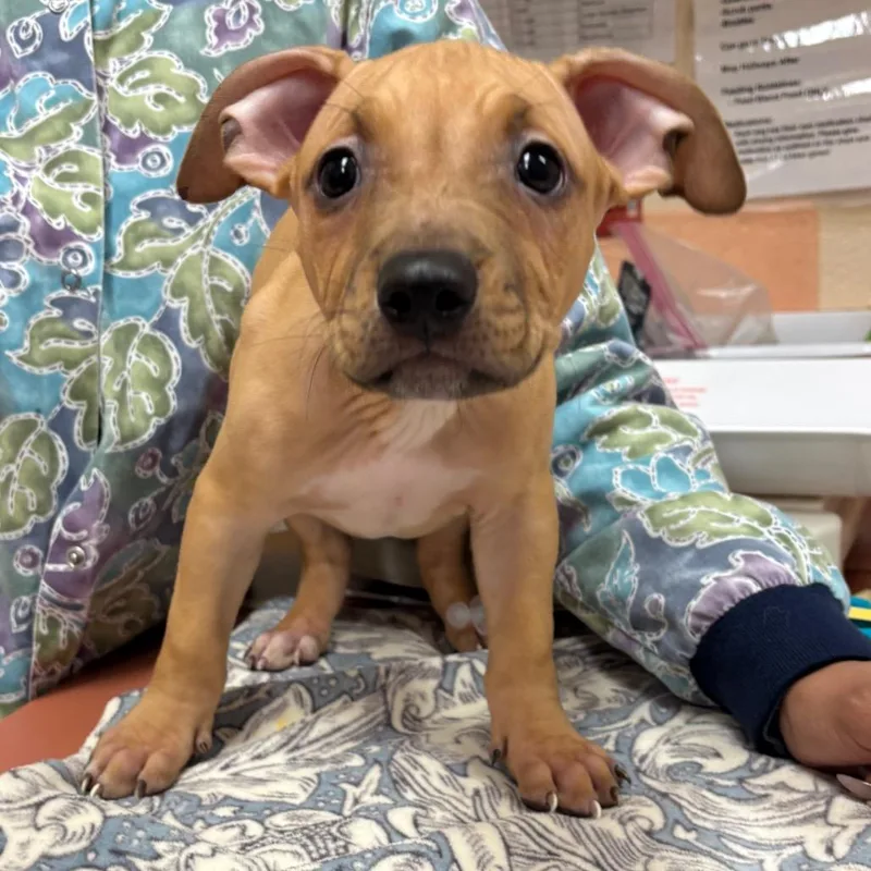 Modernism thumbnail 2