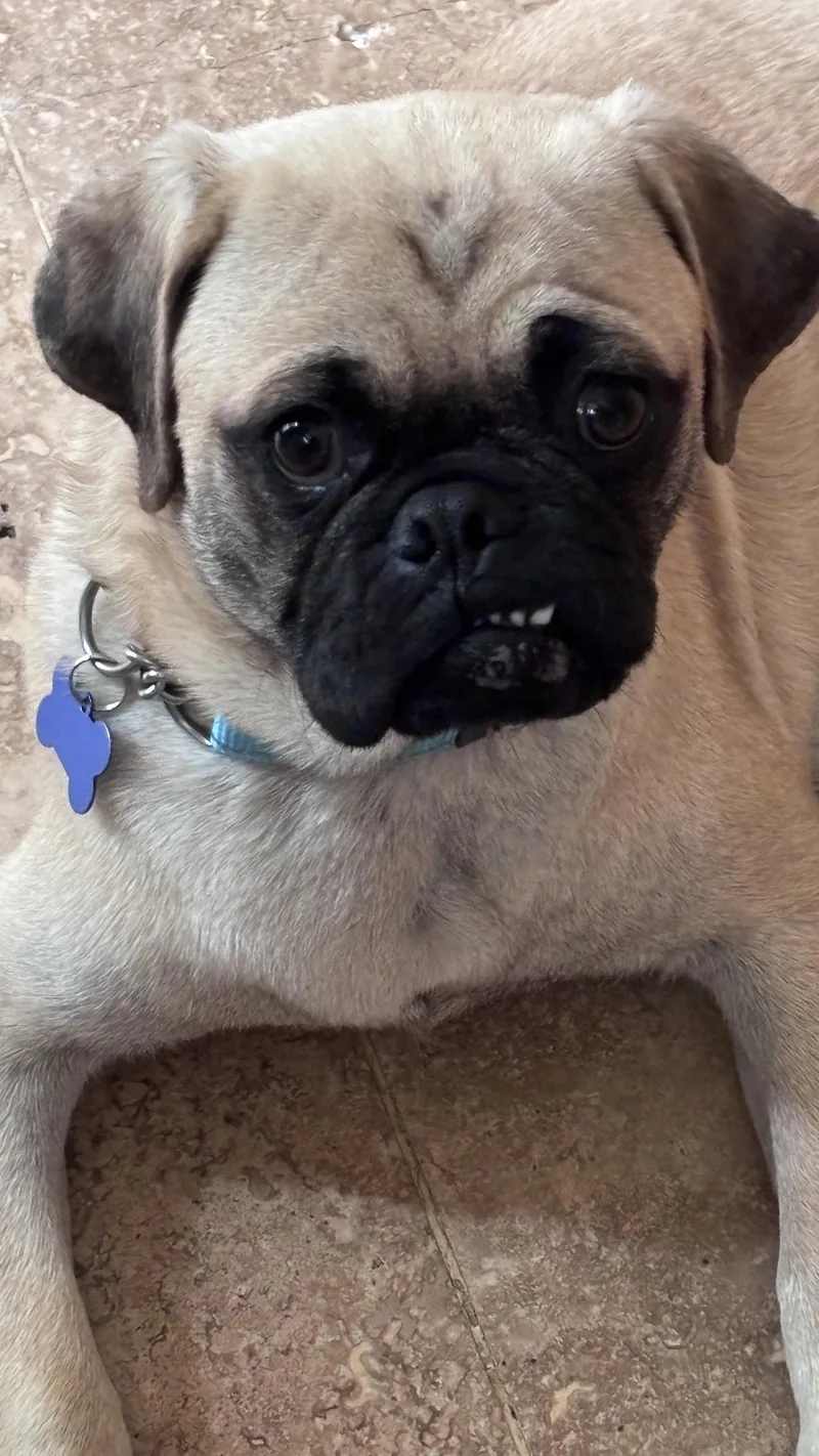 A young small-sized male Pug dog named Brennan for adoption in Bothell, WA