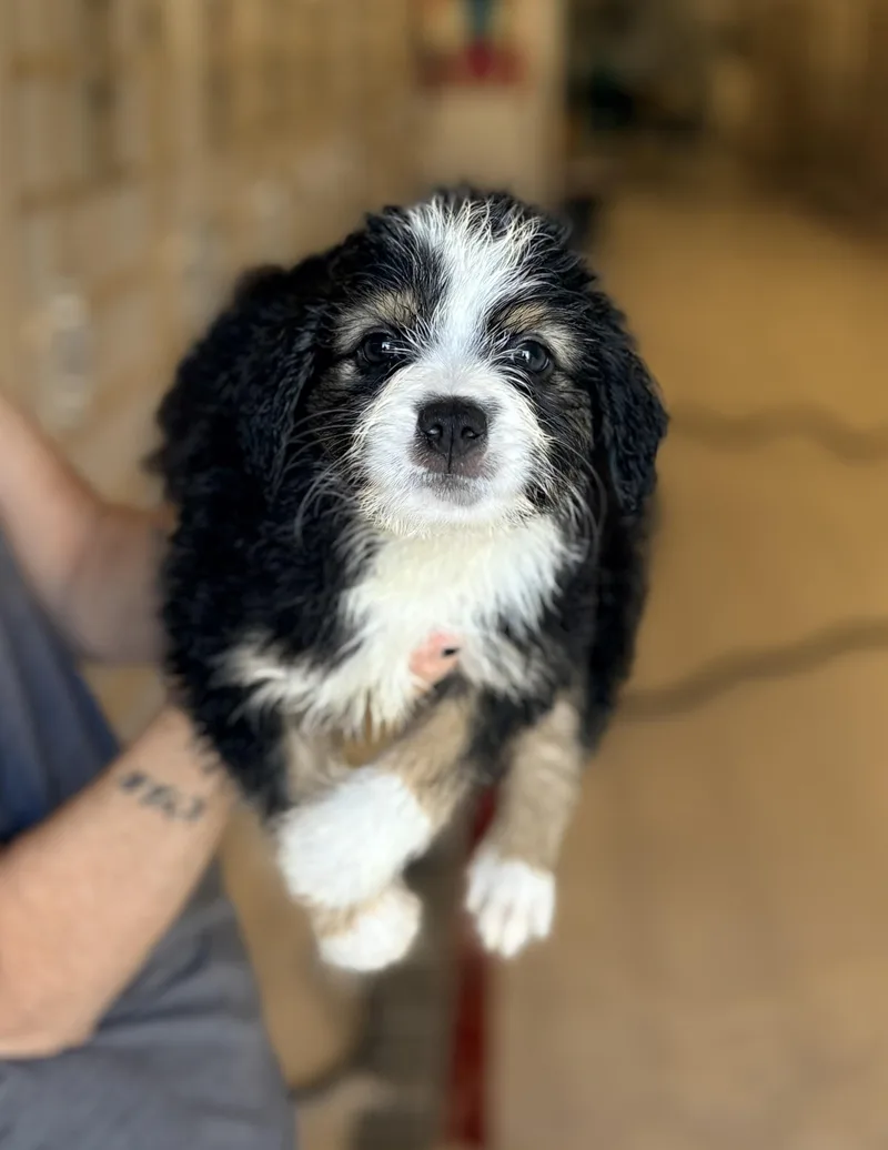 A baby small-sized male Terrier dog named Krunchy for adoption in Chicago, IL