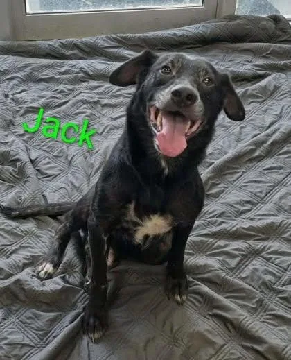 A senior large-sized male Black Labrador Retriever dog named Blackjack Dixon for adoption in Rockaway, NJ