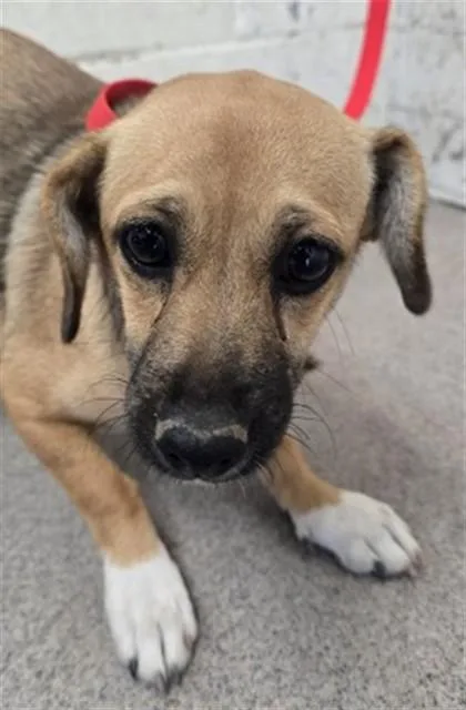A young small-sized female Terrier dog named Jenny for adoption in San Bernardino, CA