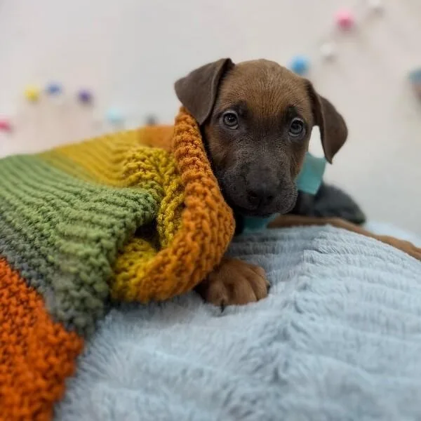 A baby medium-sized male Brown / Chocolate Labrador Retriever dog named Monk Dnd for adoption in Friendswood, TX