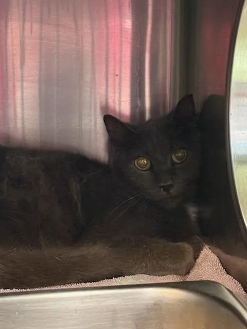 An adult medium-sized female Domestic Short Hair cat named Trish for adoption in Jacksonville, FL