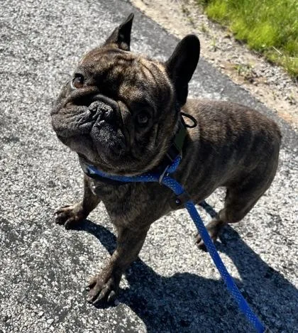 An adult small-sized male French Bulldog dog named Maui for adoption in Columbus, IN