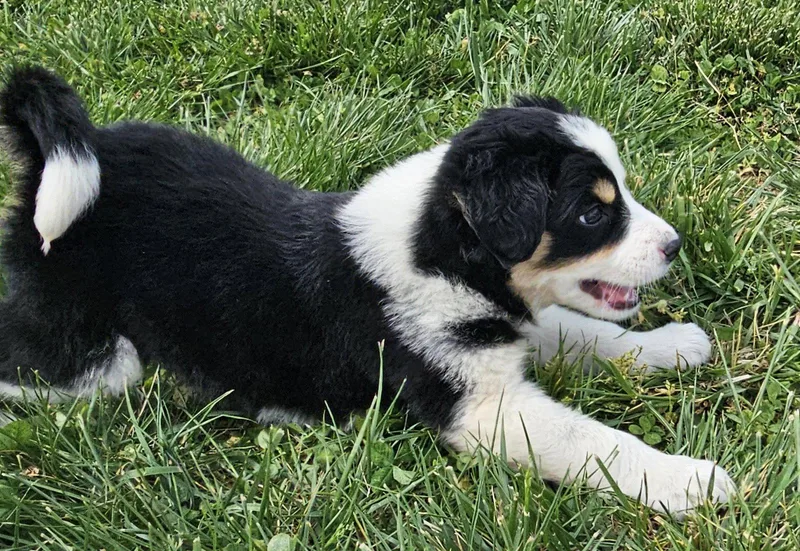 Puppy Waffles